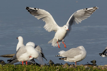 Red Billed Gull in Australasia