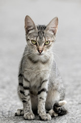 cat sitting on the road at a gray background