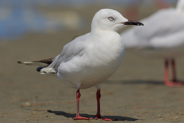 Obraz premium Black Billed Gull Endemic to New Zealand