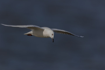 Black Billed Gull Endemic to New Zealand