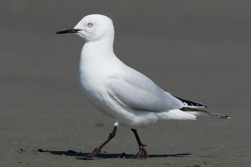 Black Billed Gull Endemic to New Zealand