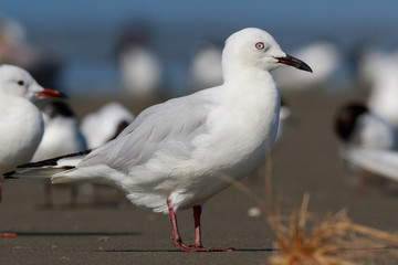 Obraz premium Black Billed Gull Endemic to New Zealand