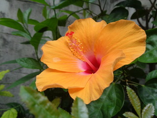Hibiscus flower garden beautiful natural orange 