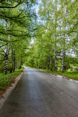 The road, birch forest, Bulgaria