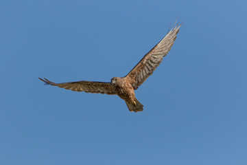 Australasian Harrier