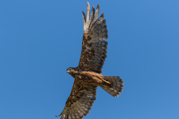 Australasian Harrier