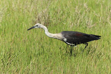 Pacific heron in Australia