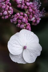 white and purple flowers on dark background