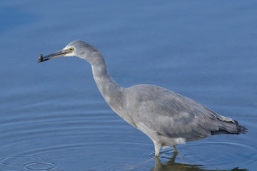 White faced heron in Australasia