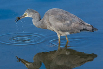 White faced heron in Australasia