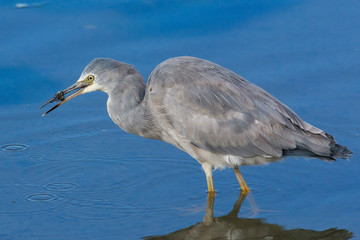 White faced heron in Australasia