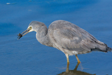 White faced heron in Australasia