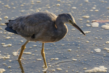 White faced heron in Australasia