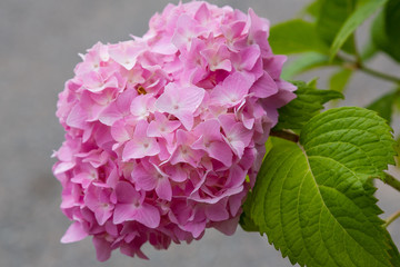 Inflorescence hydrangea garden. Beautiful hortensia flowers.