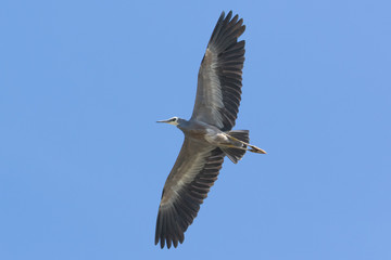 White faced heron in Australasia