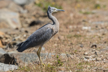 White faced heron in Australasia