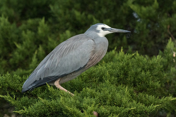 White faced heron in Australasia