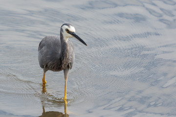 White faced heron in Australasia