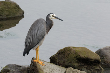 White faced heron in Australasia