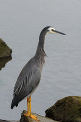 White faced heron in Australasia