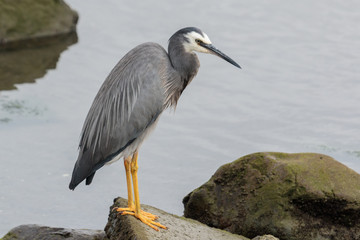 White faced heron in Australasia