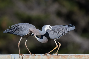 White faced heron in Australasia