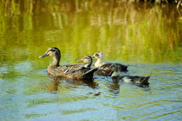 famille canard