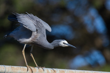 White faced heron in Australasia