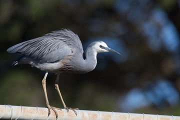 White faced heron in Australasia
