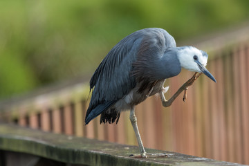 White faced heron in Australasia