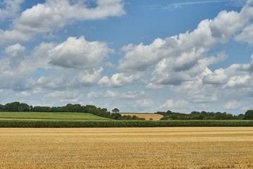 Landscape in summer with fields in front of blue cloudy sky.