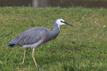 White faced heron in Australasia