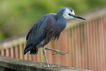 White faced heron in Australasia