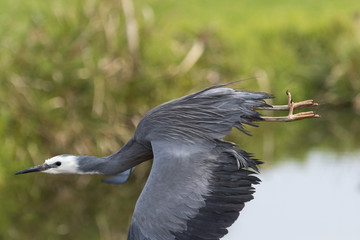White faced heron in Australasia
