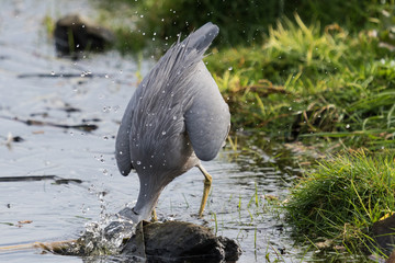 White-faced heron in Australasia