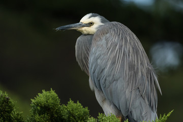 White-faced heron in Australasia