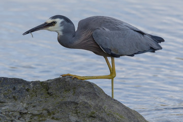 White-faced heron in Australasia