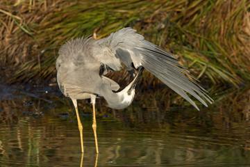 White-faced heron in Australasia