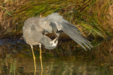 White-faced heron in Australasia