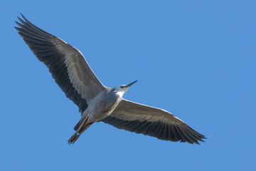 Obraz premium White-faced heron in Australasia