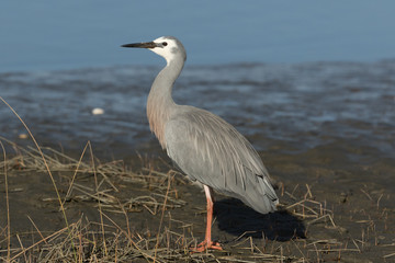 White-faced heron in Australasia