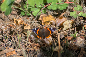 The butterfly sits on withered foliage. Shooting close-up.
