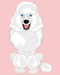 Dog poodle on rose background is insulated