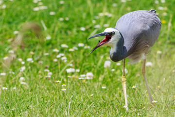 White-faced heron in Australasia