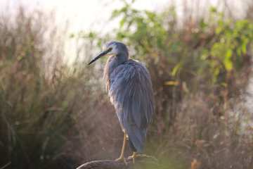 White-faced heron in Australasia