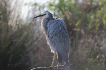White-faced heron in Australasia