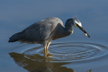White-faced heron in Australasia