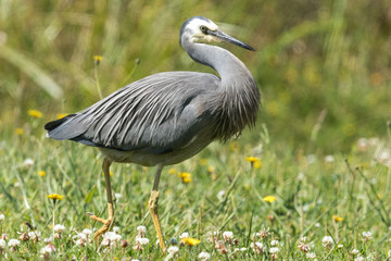 White-faced heron in Australasia