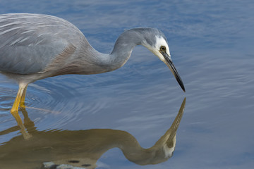 White-faced heron in Australasia