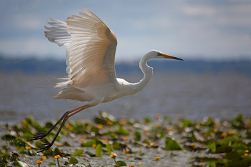 grande aigrette